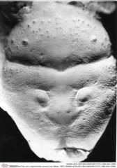 Historisches Foto von Longodromites excisus (von Meyer, 1857) (NHMW-AFW-GEO-BACHMAYER-FOTO-1990-0041-5060)